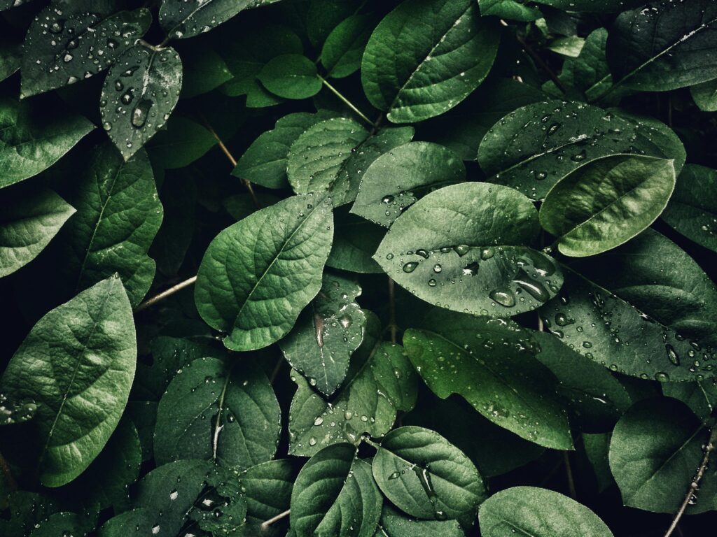 pexels-photo-807598-807598 Close-up of lush green leaves with dewdrops, capturing a refreshing and natural texture.